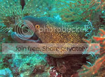 Moray2.jpg