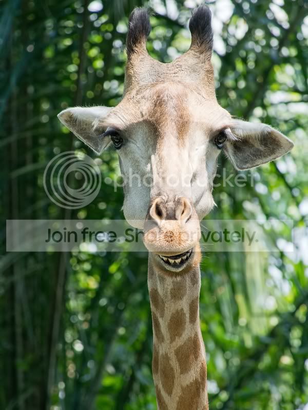 giraffe.jpg