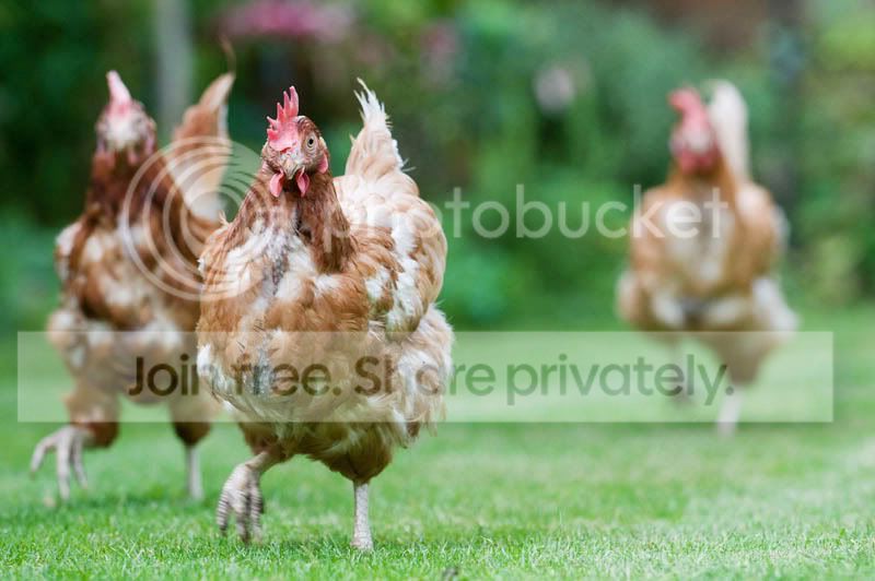 Chickens-4.jpg