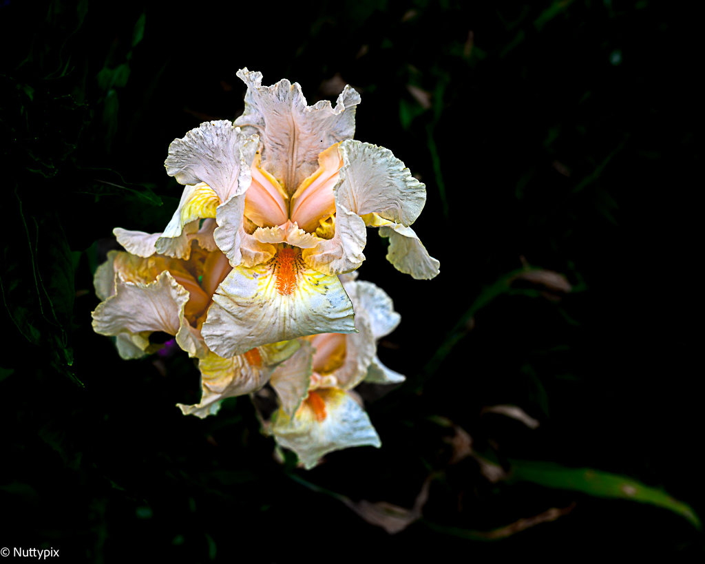 TP_Z_40mm_flower.jpg